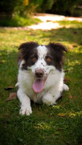 Welche Stoffe eignen sich für Hunde