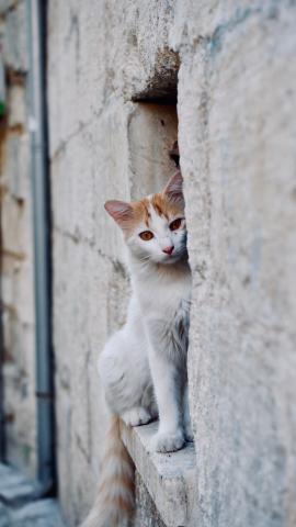 Welches Leder eigent sich für Katzen?