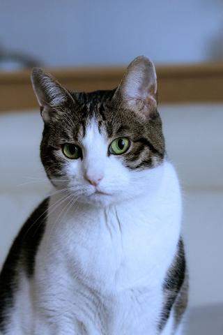 Welcher Stoff eignet sich für Katzen
